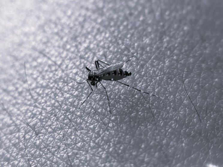 Article : Lutte contre le palu au Cameroun, les associations apportent leur contribution